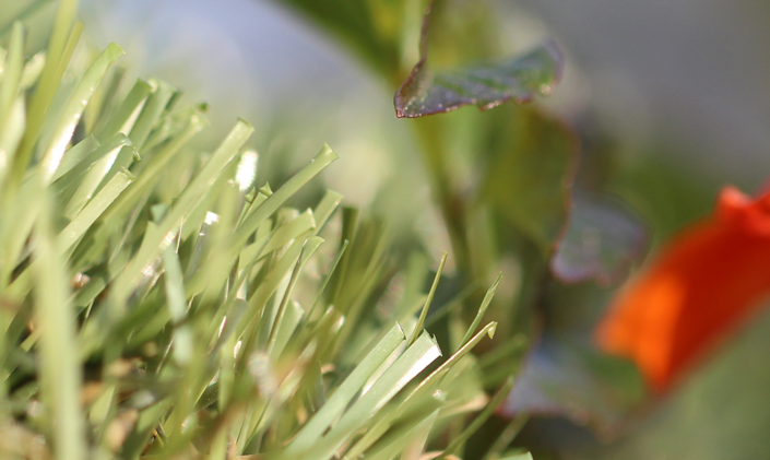 Artificial Grass All Natural-75 Artificial Grass Tampa Florida