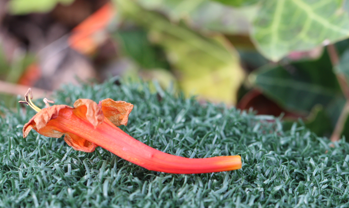 Artificial Grass Tee Line-120 Artificial Grass Tampa Florida