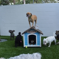 Artificial Grass Installation Winter Park, Florida Indoor Dog Park, Dogs