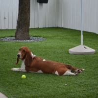 Fake Grass Mount Plymouth, Florida Artificial Grass For Dogs, Dogs Runs