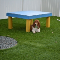 Fake Turf Wekiwa Springs, Florida Artificial Grass For Dogs, Dog Kennels