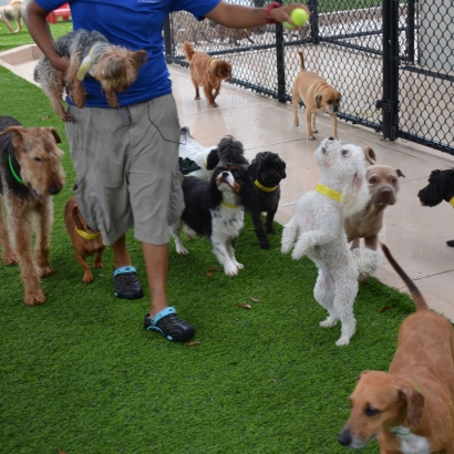 Artificial Grass Installation South Apopka, Florida Watch Dogs, Dogs Runs