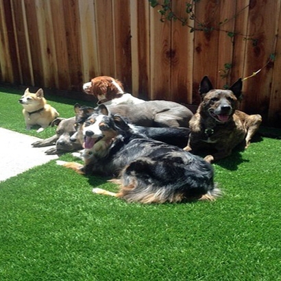 Artificial Lawn Taft, Florida Rooftop, Dog Kennels