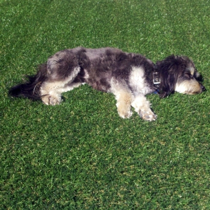 Grass Carpet Auburndale, Florida Landscape Photos, Dogs Runs