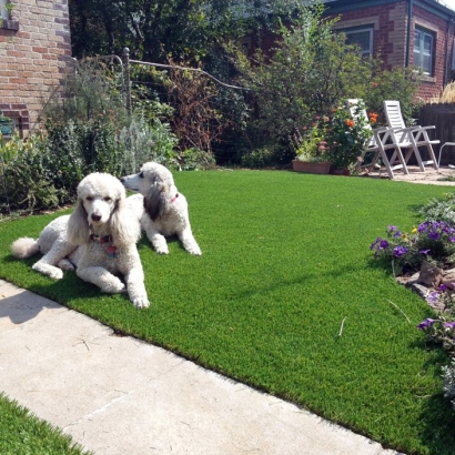 Green Lawn Palatka, Florida Lawn And Landscape, Grass for Dogs