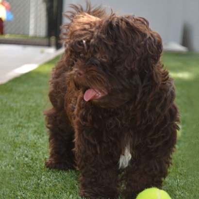 Installing Artificial Grass Edgewood, Florida Pet Paradise, Dogs Park