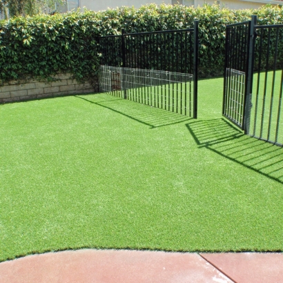 Synthetic Grass Cost Minneola, Florida Pictures Of Dogs, Small Front Yard Landscaping
