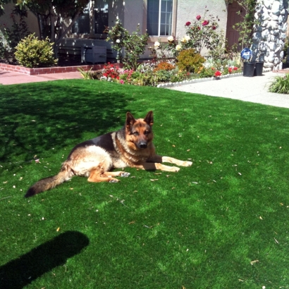 Turf Grass Gibsonton, Florida Pet Paradise, Small Front Yard Landscaping