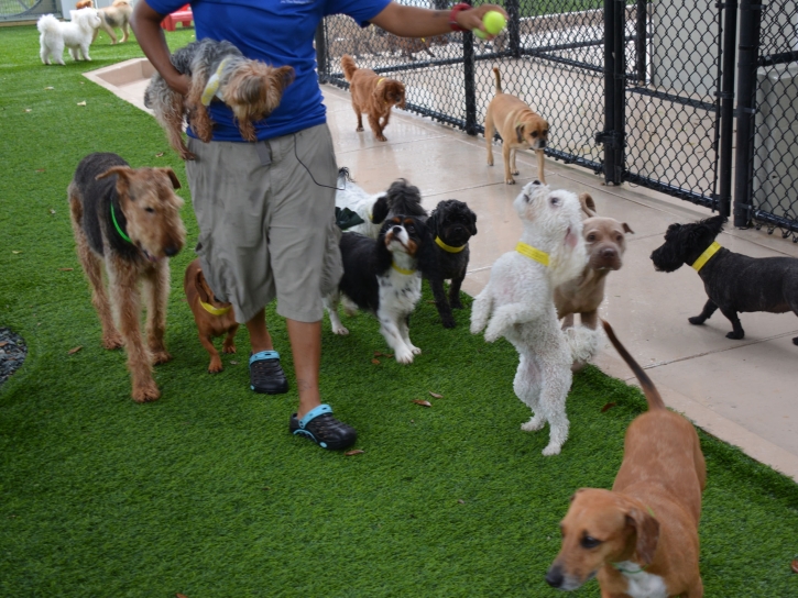 Artificial Grass Installation South Apopka, Florida Watch Dogs, Dogs Runs