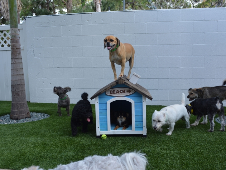 Artificial Grass Installation Winter Park, Florida Indoor Dog Park, Dogs