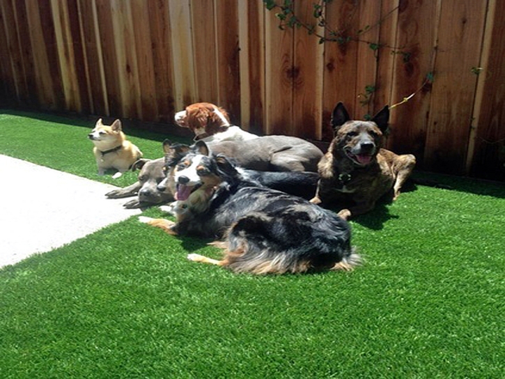 Artificial Lawn Taft, Florida Rooftop, Dog Kennels