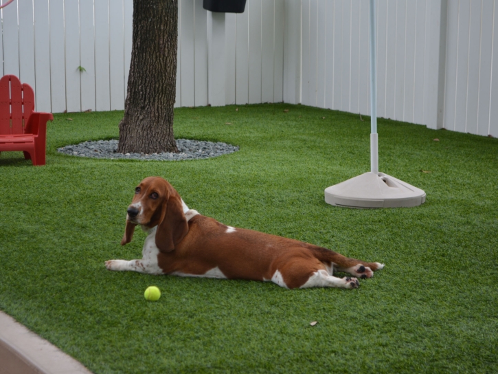 Fake Grass Mount Plymouth, Florida Artificial Grass For Dogs, Dogs Runs
