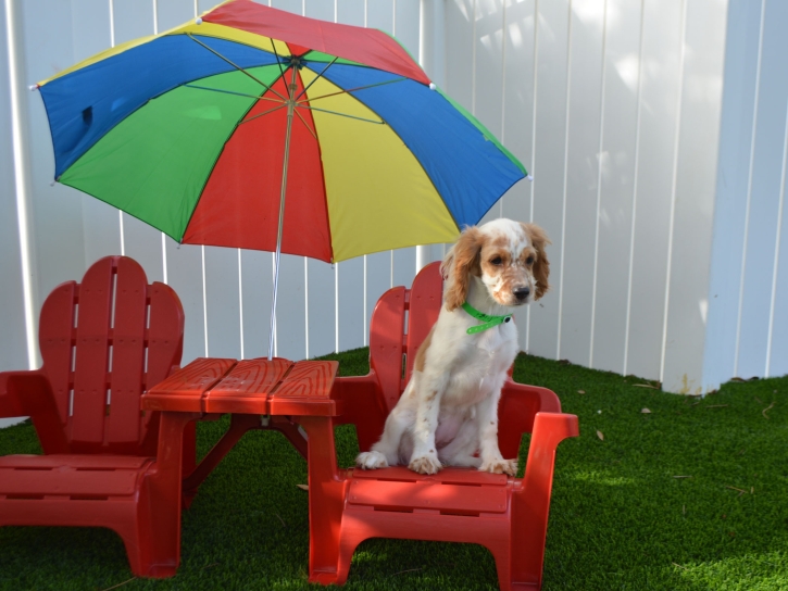 Fake Turf Maitland, Florida Artificial Grass For Dogs, Dog Kennels