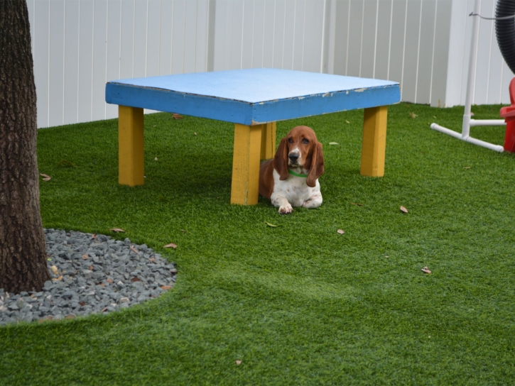 Fake Turf Wekiwa Springs, Florida Artificial Grass For Dogs, Dog Kennels