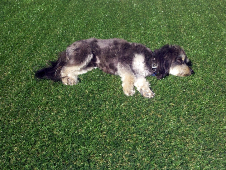 Grass Carpet Auburndale, Florida Landscape Photos, Dogs Runs