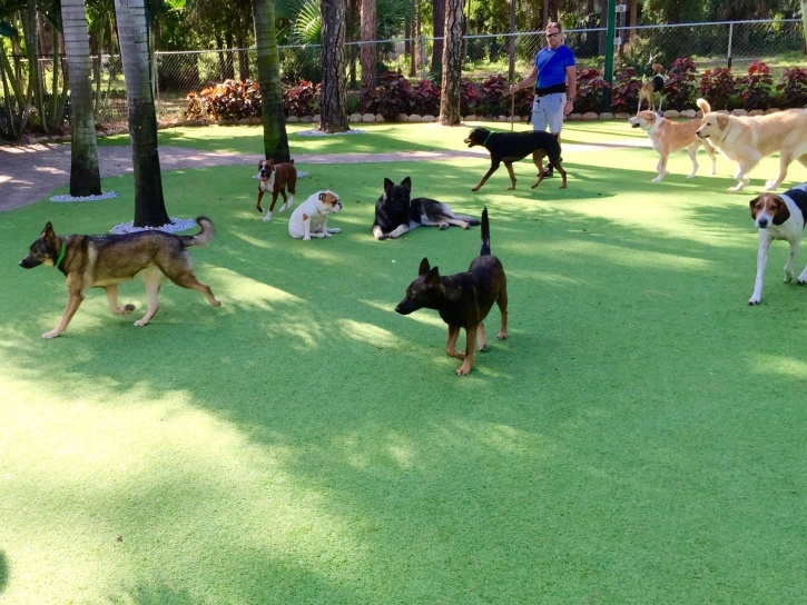 How To Install Artificial Grass Longwood, Florida Pet Paradise, Dogs Park