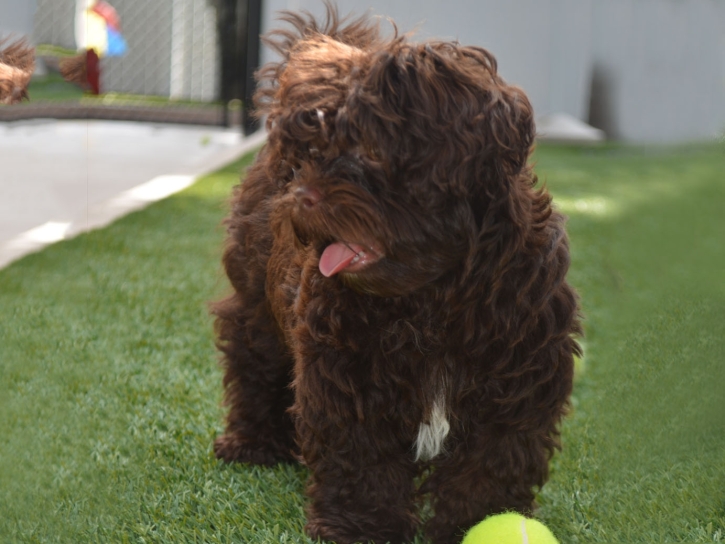 Installing Artificial Grass Edgewood, Florida Pet Paradise, Dogs Park