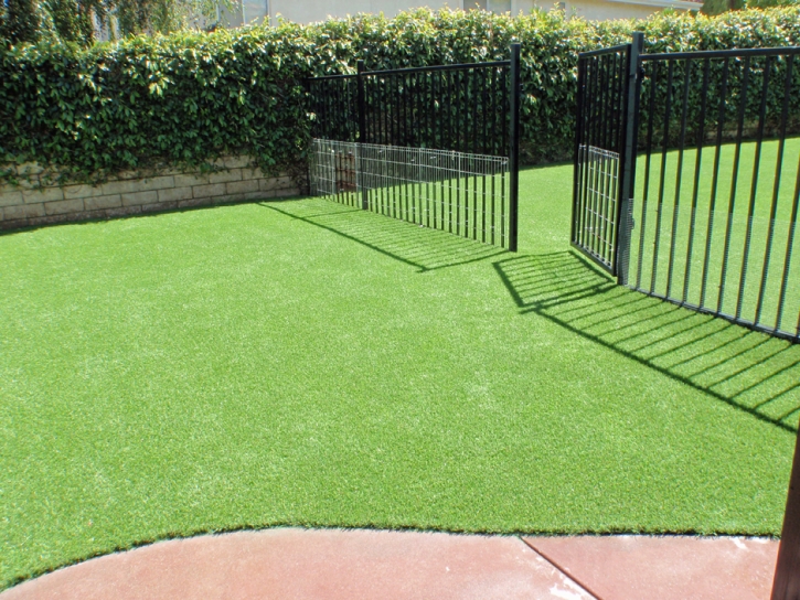 Synthetic Grass Cost Minneola, Florida Pictures Of Dogs, Small Front Yard Landscaping