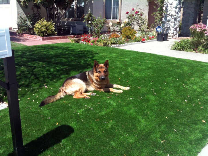 Turf Grass Gibsonton, Florida Pet Paradise, Small Front Yard Landscaping